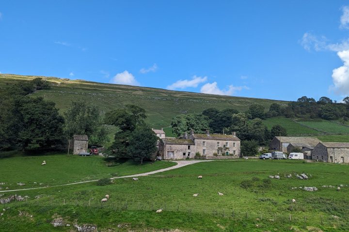 a herd of sheep grazing on a lush green field